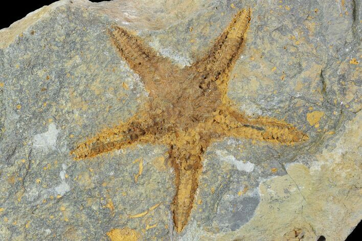 Ordovician Starfish (Petraster?) Fossil - Morocco #100508